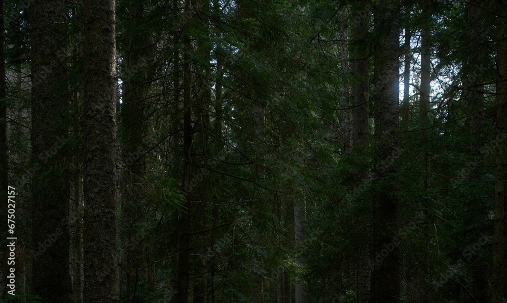 Fototapeta premium Dense, lush forest with tall trees covered in moss.