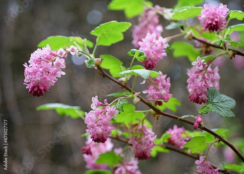 Close-up shot of Ribes sanguineum flowers blooming in the garden photo