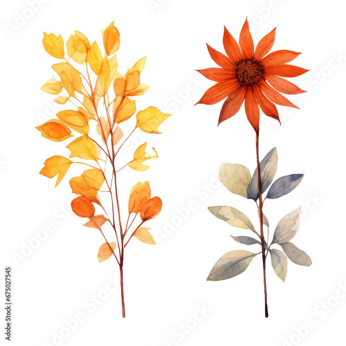 watercolor flowers in autumn isolated on transparent background