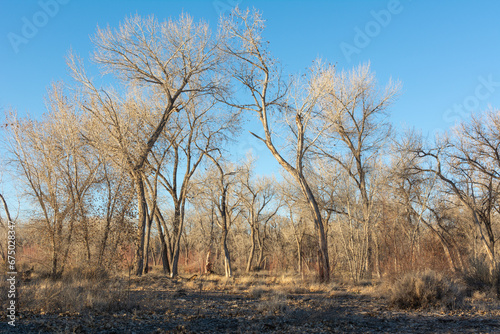 A thicket of towering cottonwood trees, bare of leaves, in direct light on a clear day in winter. © Daniel Swaim