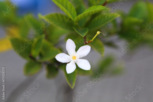 White flowers symbolize purity, elegance, and simplicity, adding a touch of serenity and grace to any occasion.