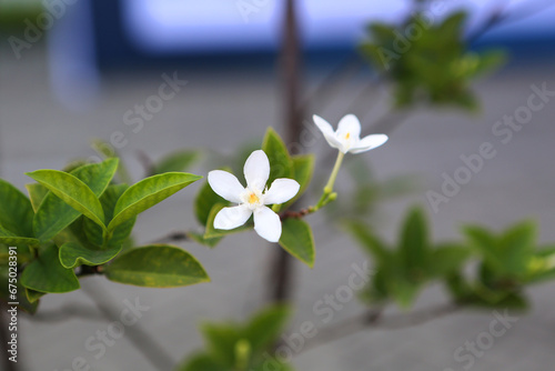 White flowers symbolize purity, elegance, and simplicity, adding a touch of serenity and grace to any occasion.