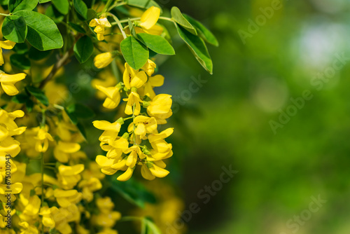 Flowers on the tree Bobovnik or golden rain. Greening the urban environment. Background with selective focus