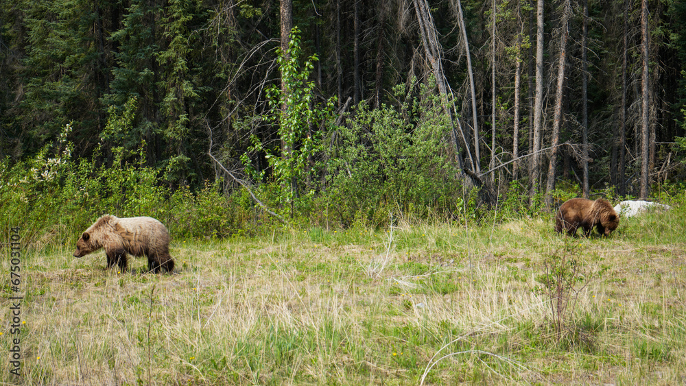 Grizzly Bears Eating Flowers In The Yukon Canada Grizzly Bears Eating Flowers In The Yukon Canada