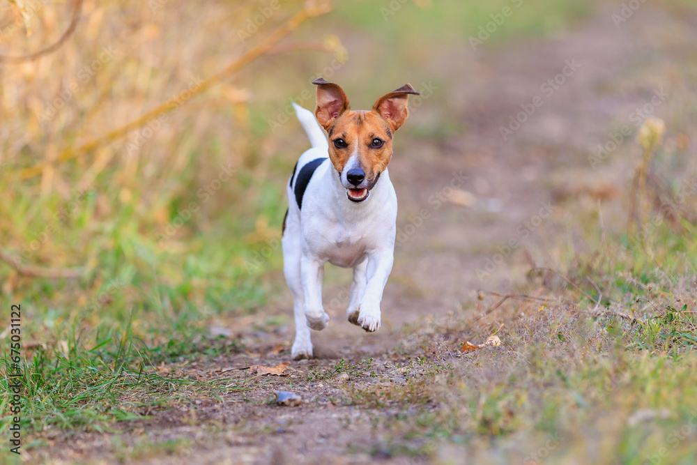 A cute Jack Russell Terrier dog runs along the path towards a man. Pet portrait with selective focus and copy space A cute Jack Russell Terrier dog runs along the path towards a man. Pet portrait with selective focus and copy space