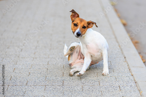 Photos A cute Jack Russell Terrier dog scratches itself with its back paw while walking