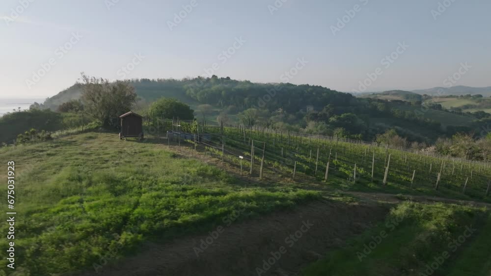 Drone shot of the Italian coastline near Rimini at sunrise above wine field Drone shot of the Italian coastline near Rimini at sunrise above wine field