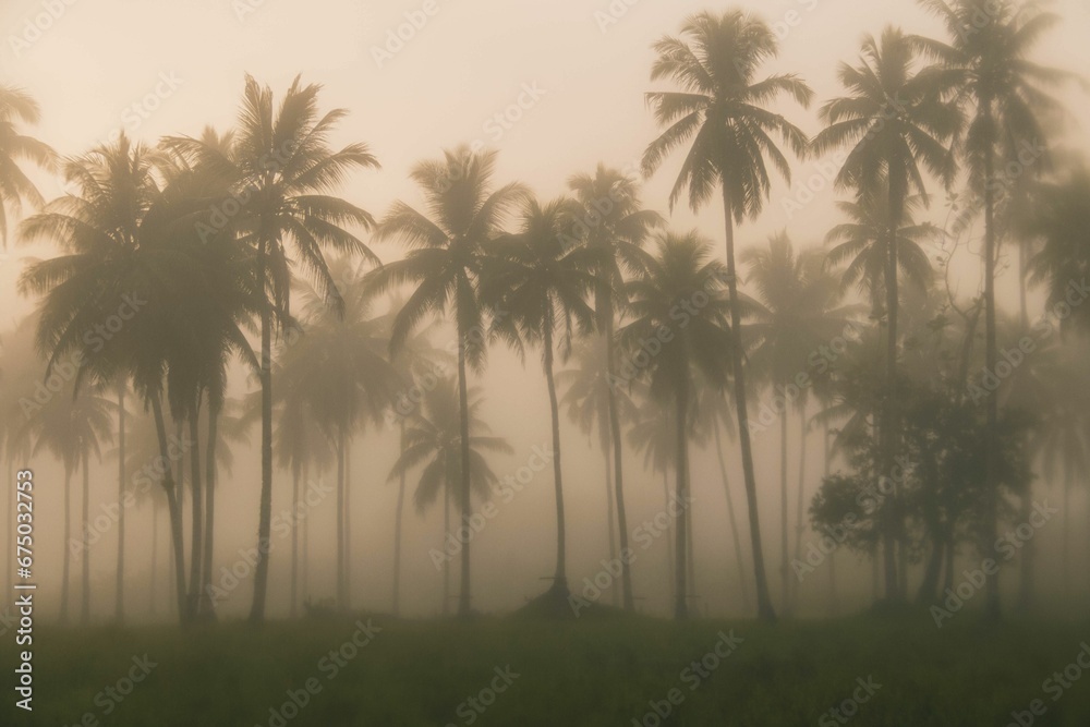 Scenic landscape featuring an array of palm trees shrouded in fog Scenic landscape featuring an array of palm trees shrouded in fog