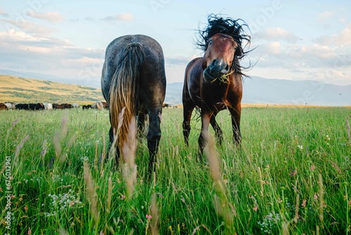 Herd of wild horses galloping through a meadow in Livno, Bosnia and Herzegovina