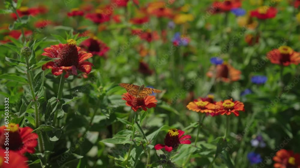 Scenic view of beautiful vibrant flowers growing in the garden Scenic view of beautiful vibrant flowers growing in the garden