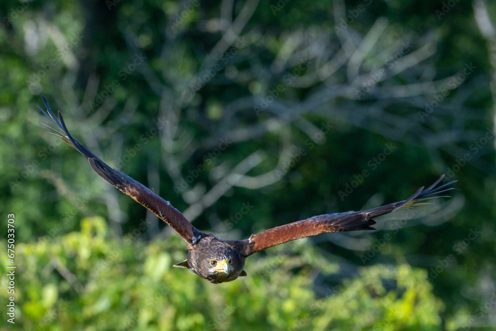 Fototapeta premium a bird that is flying in the sky with trees behind it