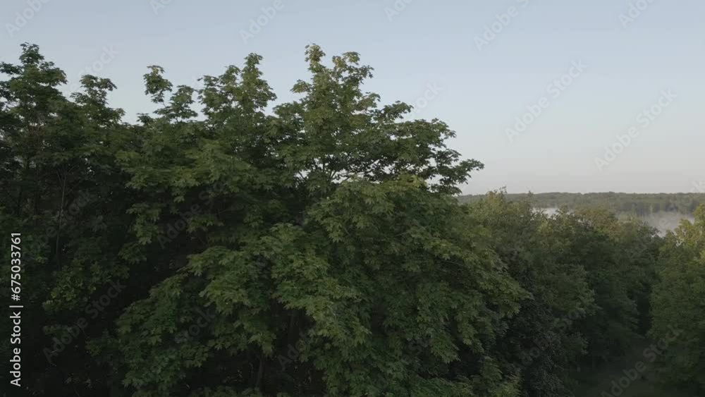 Aerial of the dense green forest with fog over the field in the background