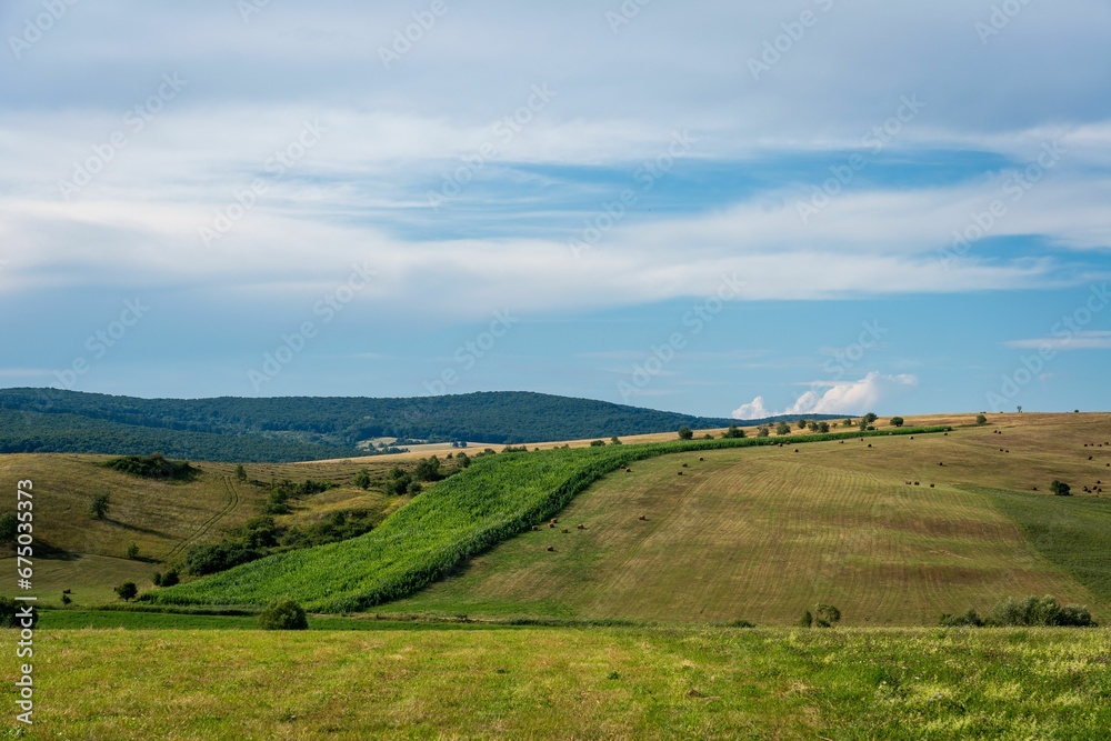 Vertical shot of a lush green field under the blue sky