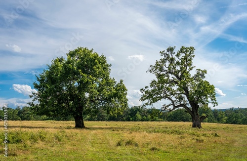 Closeup of trees in a grassy meadow under the blue sky