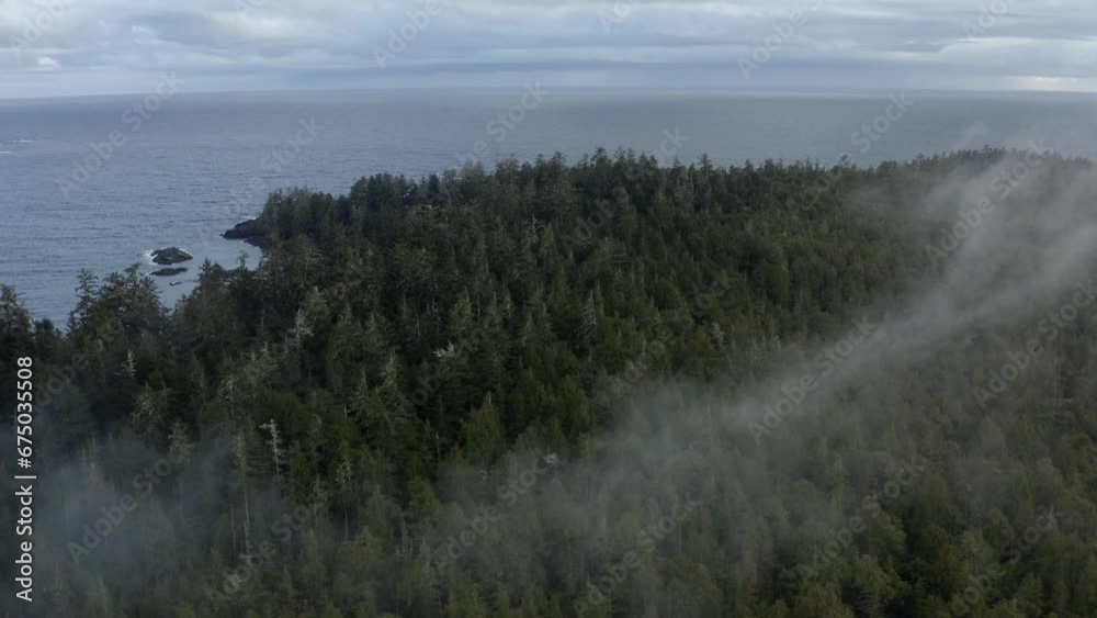 Lush Conifer During Misty Morning In The Shore Of Tofino, Vancouver Island, BC Canada. Aerial Pullback Lush Conifer During Misty Morning In The Shore Of Tofino, Vancouver Island, BC Canada. Aerial Pullback