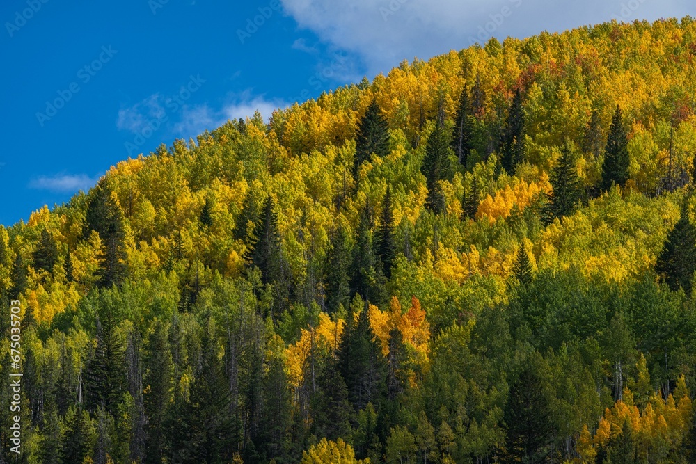 Autumnal image of a forested hillside on a sunny day ,Vail, CO