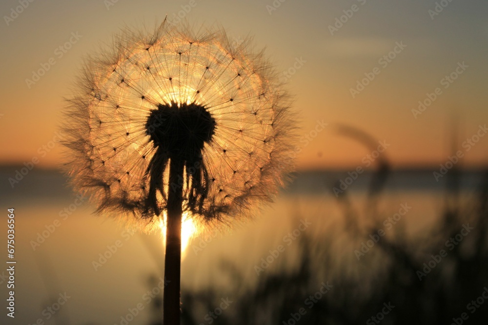 Scenic close-up of a dandelion illuminated by the warm glow of the sunset