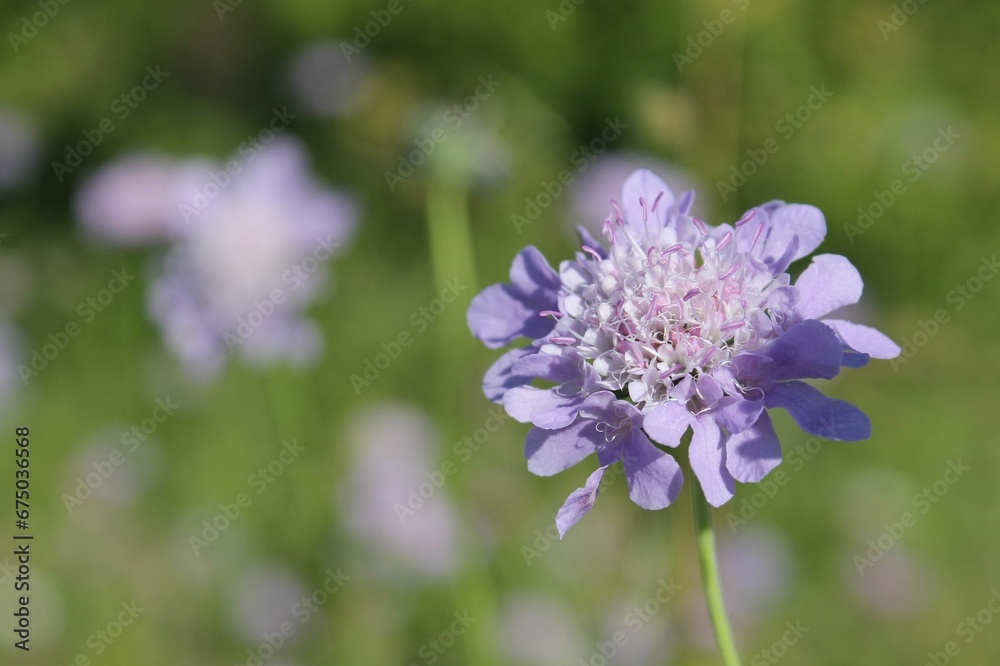 Macro close-up of a pastel purple small scabious flower growing in a green field