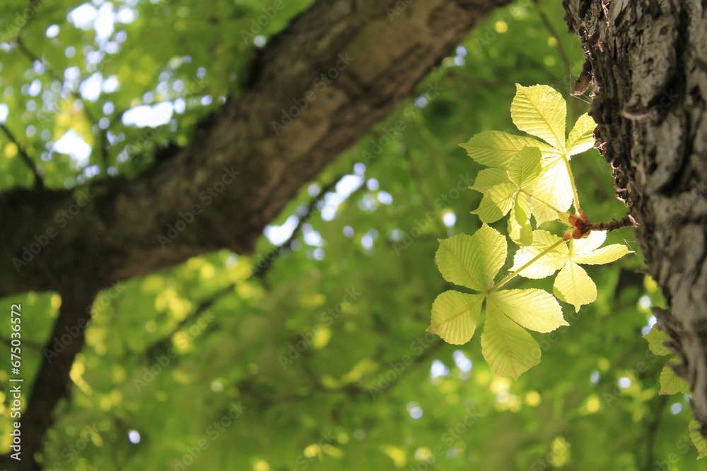 Fototapeta premium Low-angle view of a tree branch against a backdrop of vibrant green foliage