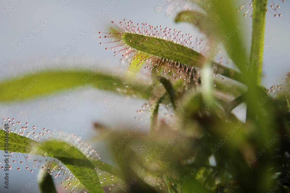 Naklejka premium Close-up of Drosera capensis plants growing against a soft blurred background