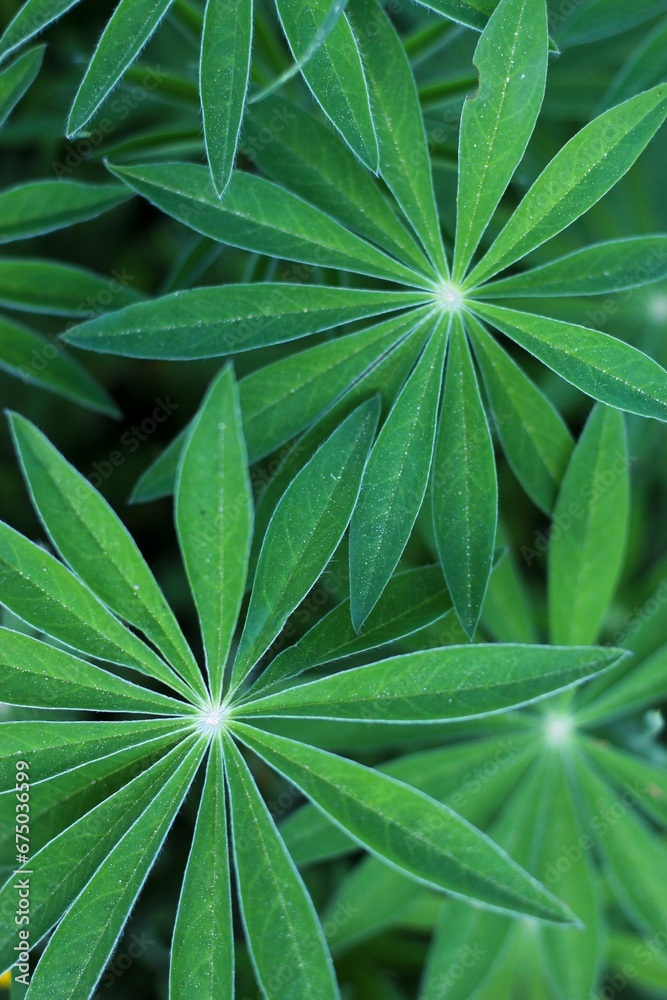 Fototapeta premium Vertical close-up of green large-leaved lupine plants