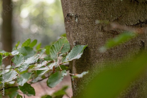 Close-up of a tree bark with a leafy branch growing from it