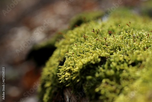 Close-up of vibrant green Hypnum cupressiforme moss photo