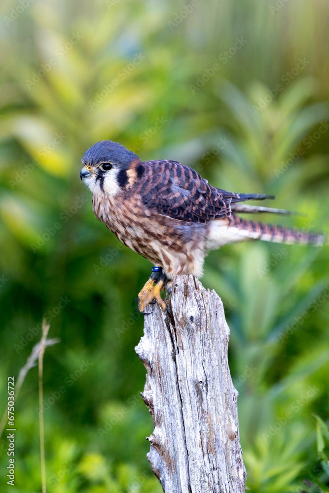 Vertical selective focus shot of an american kestrel bird perched on a wooden stump Vertical selective focus shot of an american kestrel bird perched on a wooden stump