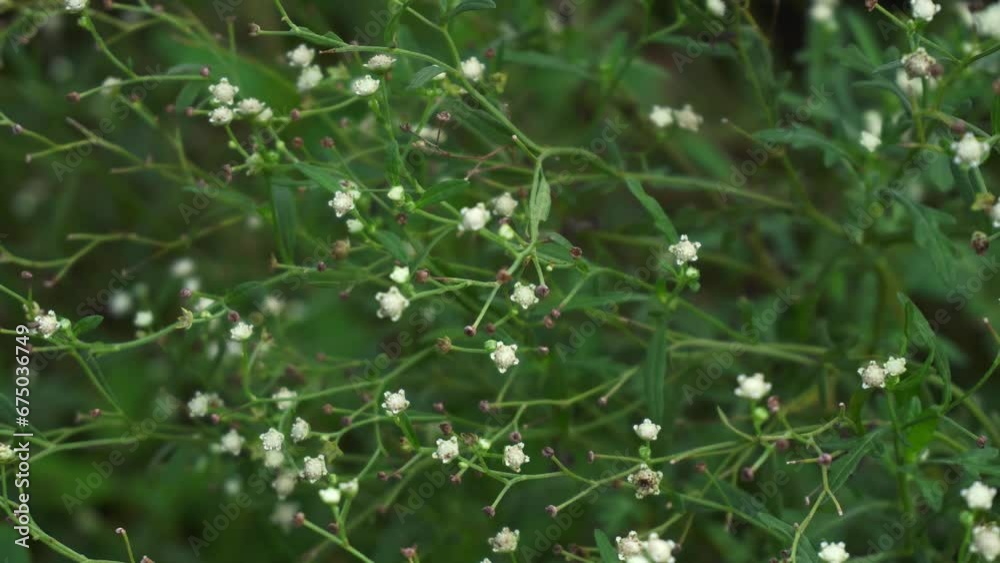 Parthenium is a poisonous plant with a variety of diseases that grow from flower molecules. Parthenium is a poisonous plant with a variety of diseases that grow from flower molecules.