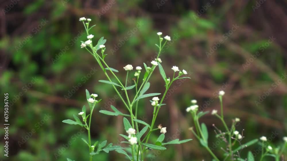 Parthenium is a poisonous plant with a variety of diseases that grow from flower molecules. Parthenium is a poisonous plant with a variety of diseases that grow from flower molecules.