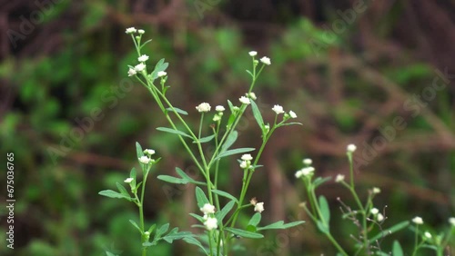 Parthenium is a poisonous plant with a variety of diseases that grow from flower molecules. photo