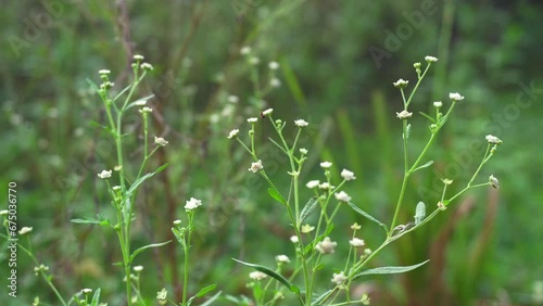 Parthenium is a poisonous plant with a variety of diseases that grow from flower molecules. photo