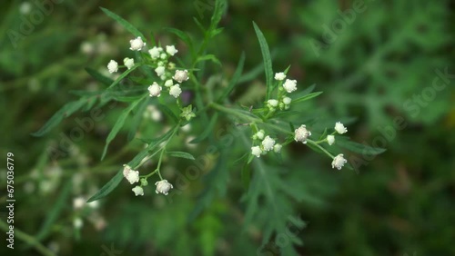 Parthenium is a poisonous plant with a variety of diseases that grow from flower molecules. photo