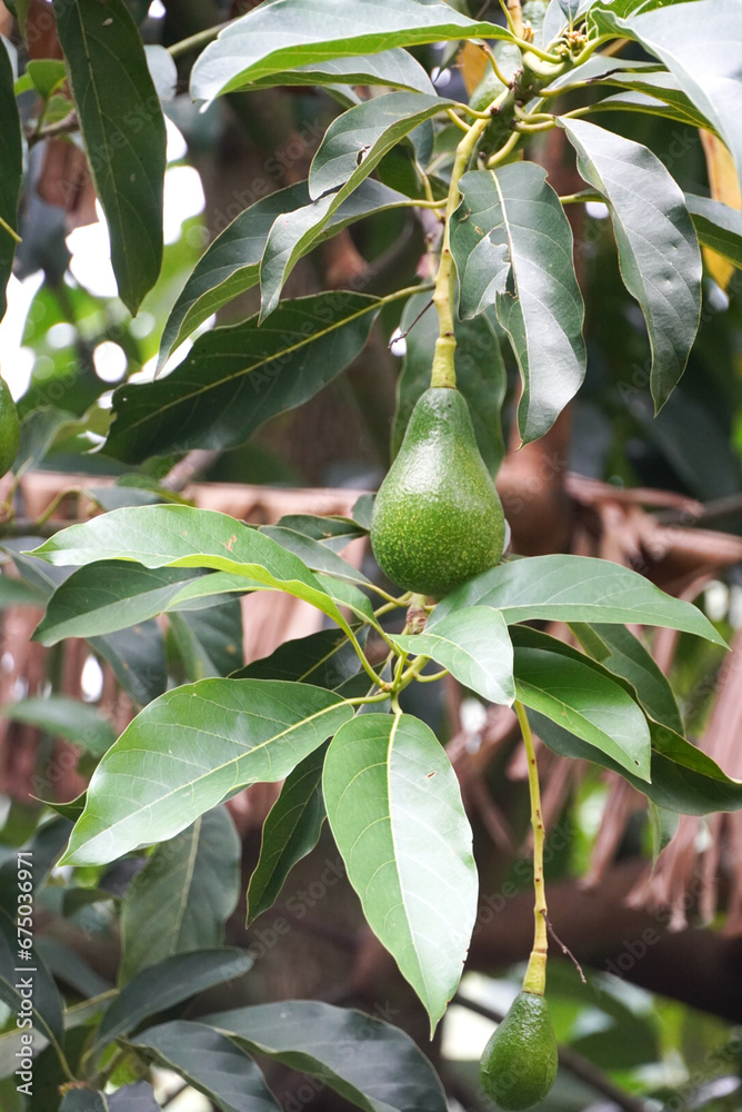 Ugandan Avocado Fruit on the Tree Ugandan Avocado Fruit on the Tree