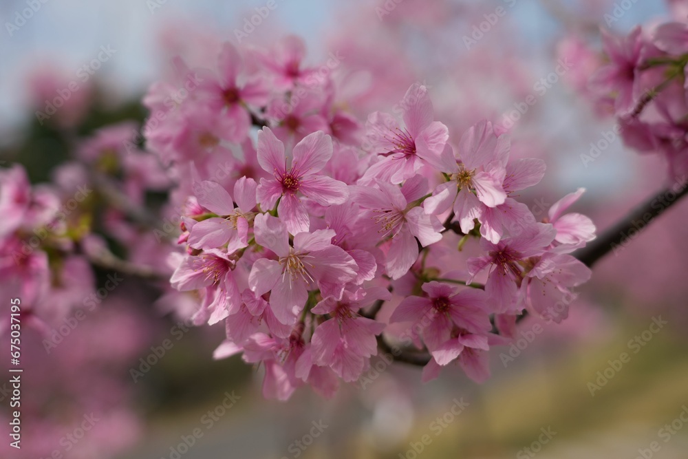 Vibrant pink flowers of cherry blossom in the garden Vibrant pink flowers of cherry blossom in the garden