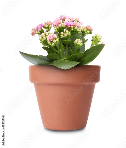 Wallpaper Mural Beautiful kalanchoe in terracotta flower pot isolated on white Torontodigital.ca