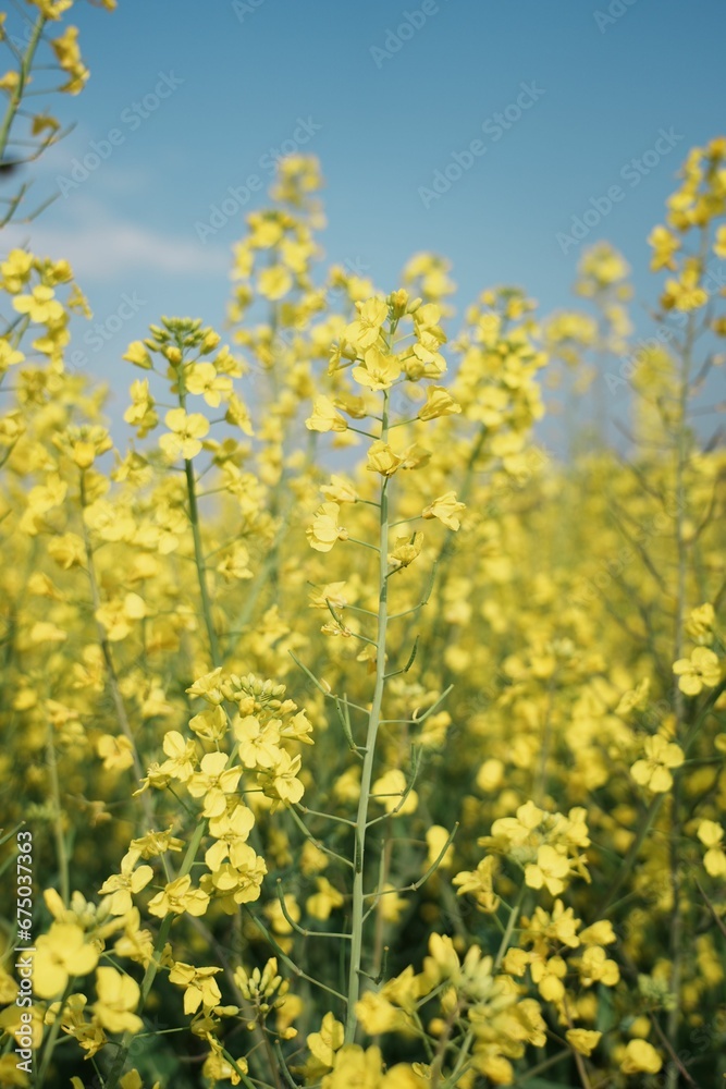 Mustard plant with yellow flowers in full bloom against a bright blue sky Mustard plant with yellow flowers in full bloom against a bright blue sky