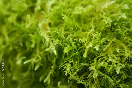Abundance of bright green moss.