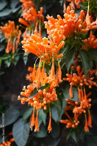 Closeup of the flamevine flowers Pyrostegia venusta or orange trumpetvine in the garden photo