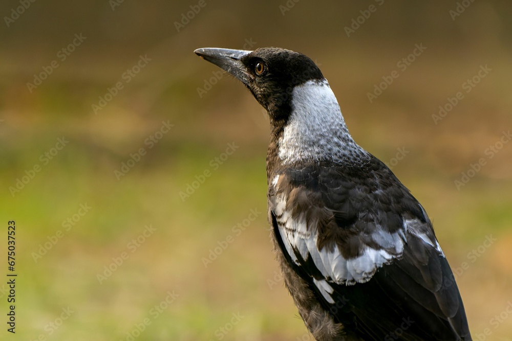 Australian Magpie avian perched on a tree branch in a lush meadow Australian Magpie avian perched on a tree branch in a lush meadow