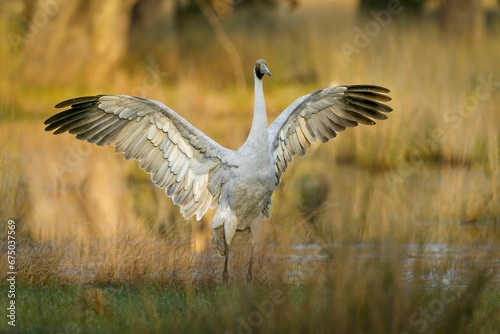 Brolga standing in a lush marshland, its wings spread wide. photo