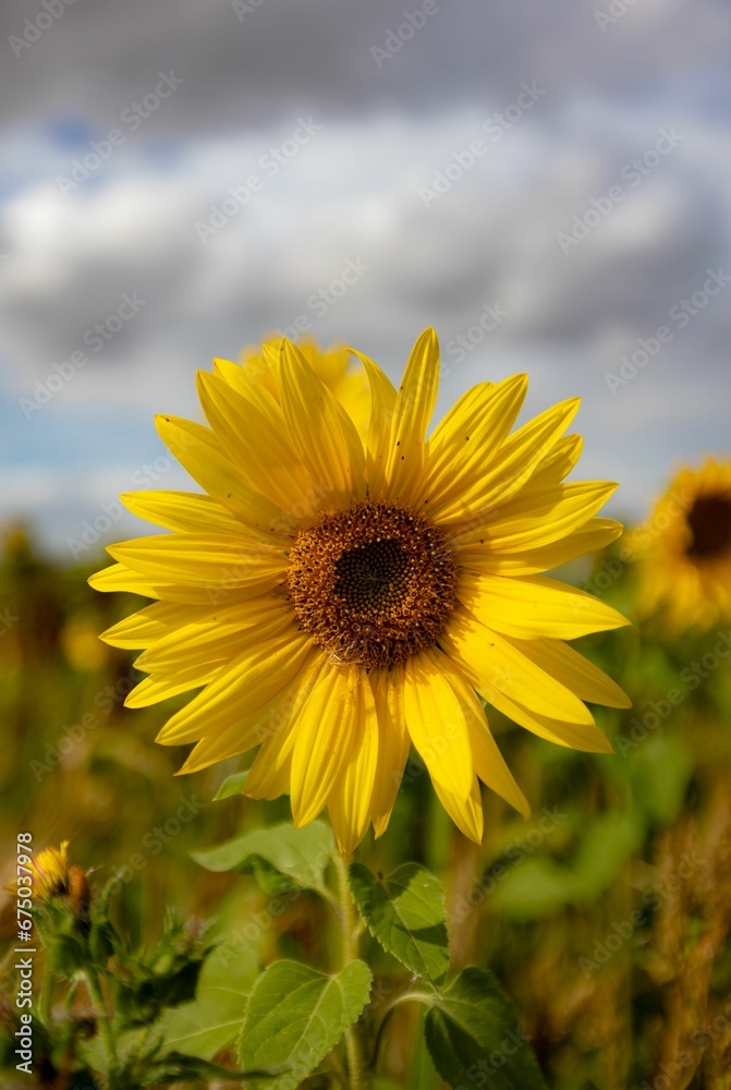 Fototapeta premium yellow sunflower stands in the center of a lush green field, illuminated by the light of the sun