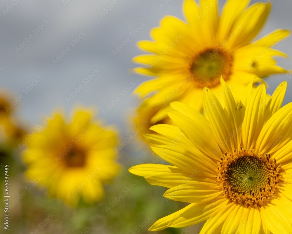 yellow sunflower stands in the center of a lush green field, illuminated by the light of the sun yellow sunflower stands in the center of a lush green field, illuminated by the light of the sun