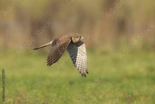 Common kestrel soaring over a field of tall grass and weeds
