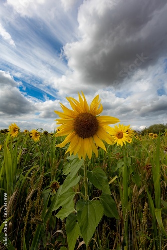 yellow sunflower stands in the center of a lush green field  illuminated by the light of the sun