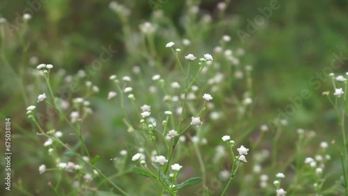 Parthenium is a poisonous plant with a variety of diseases that grow from flower molecules. photo