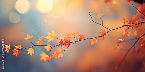 Autumn maple leaves on blurred background. Beautiful autumnal background © ardanz