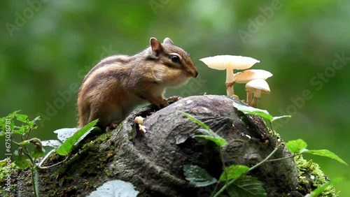 Siberian chipmunk eating nuts by mushrooms growing on a tree trunk at the park during daytime photo