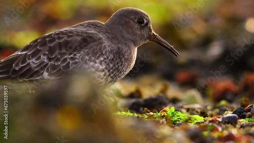 Static extreme close up of a purple sand piper foraging in the rocks and vegetation along the rocky coast of the Netherlands, slow motion photo