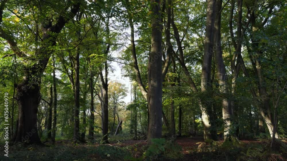 Trees in an English Woodland start to show of their autumn colours, Worcestershire, England. Dark greens, yellow and orange turn the woodland into an autumn scene. Trees in an English Woodland start to show of their autumn colours, Worcestershire, England. Dark greens, yellow and orange turn the woodland into an autumn scene.